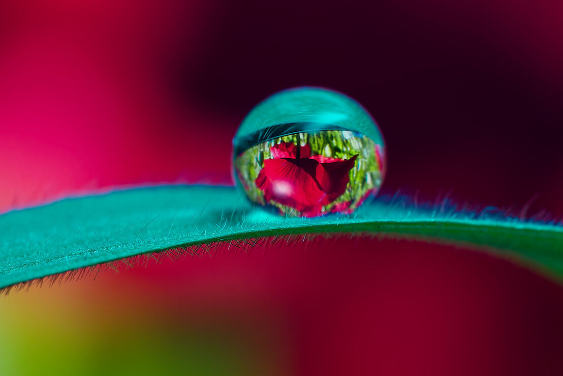 Makrofotografie eines natürlichen Motivs