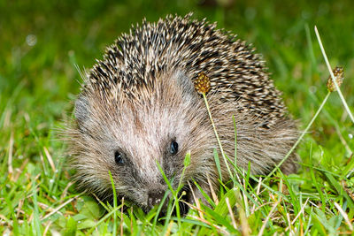 Bild von einem Igel