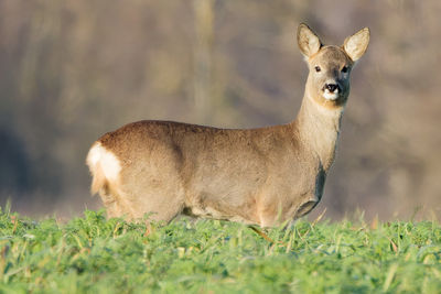 Bild von einem Reh