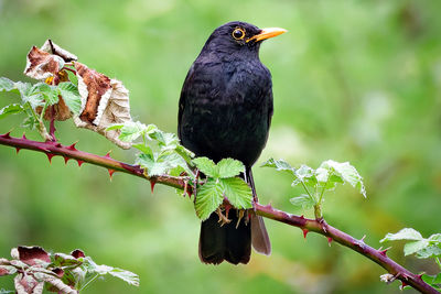 Bild von einem Vogel
