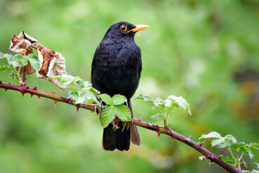 Amsel auf einem kleinen dünnen Ast.