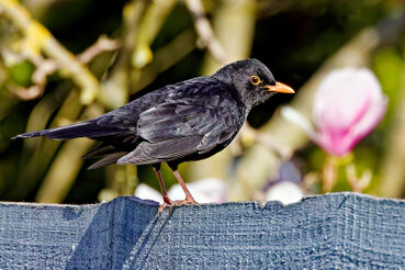 Die Amsel sitzt auf einem Holzzaun seitlich.