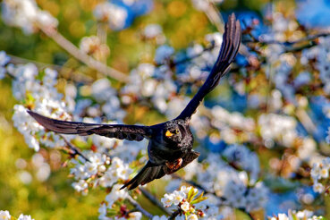AMsel  fliegt  vor einem blühendem Kirschbaum.
