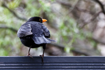 Amsel sitzt auf einem Holzzaun mit dem Rücken zu dir und schaut nach rechts.