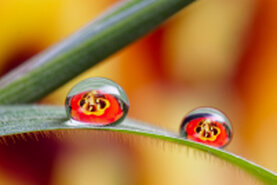 Ein Wassertropfen auf einem Grashalm, worin sich eine Blüte zu sehen ist.