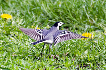 Bachstelze setzt zum starten auf der Wiese an.