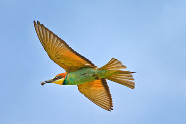 Ein  Bienenfresser fliegt in der Luft.