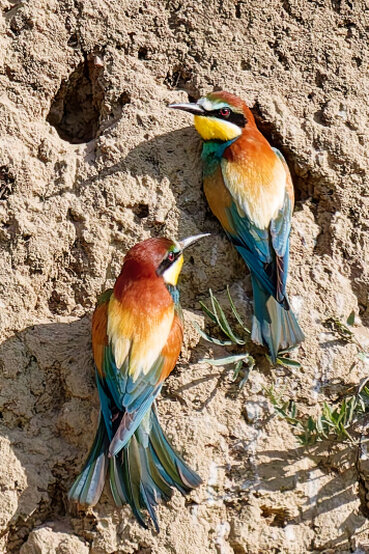 2 Bienenfresser sitzen nebeneinander auf an einem Abhang vor ihrem Höhleneingang.