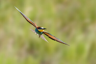 Ein2 Bienenfresser fliegt über die Wiese.