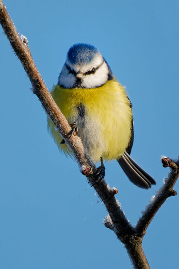 Eine Blaumeise sitzt auf einem Ast.