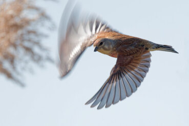 Ein Bluthänfling fliegt los.