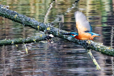 Ein Eisvogel fliegt gerade von einem  Ast kurz über der Wasseroberfläche ab.