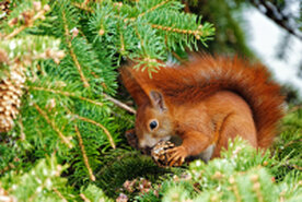 Eichhörnchen 