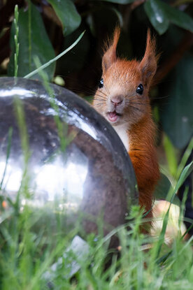 Eichhörnchen 