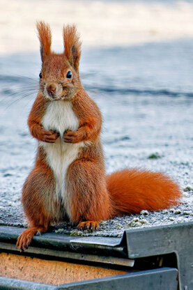 Eichhörnchen 