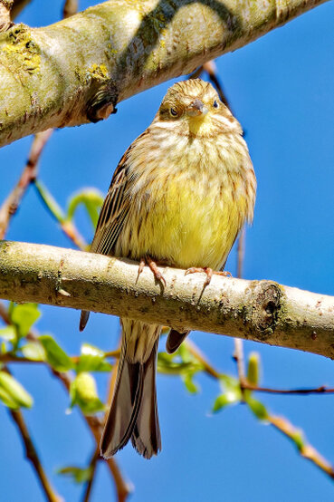 Die Goldammer ist ein goldschimmernder Vogel der auf einem Ast sitzt.