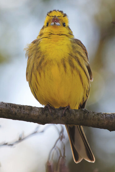 Die Goldammer ist ein goldschimmernder Vogel der auf einem Ast sitzt.