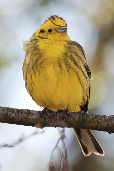 Die Goldammer ist ein goldschimmernder Vogel der auf einem Ast sitzt.