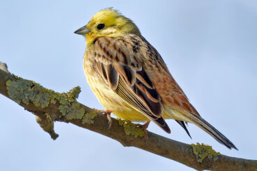 Die Goldammer ist ein goldschimmernder Vogel der auf einem Ast sitzt.