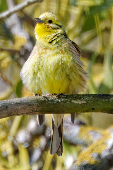 Die Goldammer ist ein goldschimmernder Vogel der auf einem Ast sitzt.
