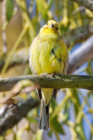 Die Goldammer ist ein goldschimmernder Vogel der auf einem Ast sitzt.
