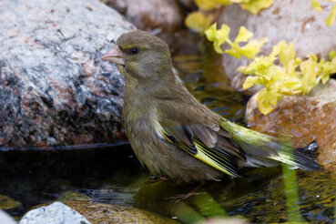 Der Grünfink sitzt im flachem Wasserbecken und badet.