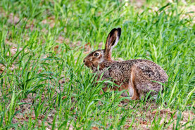 Der Hase sitzt auf der Wiese.