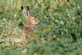 Ein Hase sitzt im Feld und schaut über  die Futterpflanzen hinweg.