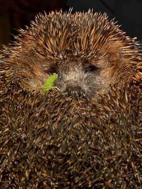 Igel ist zusammen gelrollt und schaut dich an.<br />