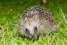 Igel