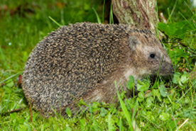 Igel