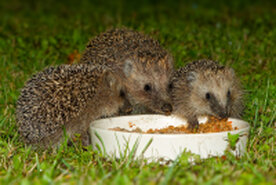 3 Igel am Napf.