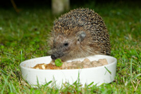 Igel am Napf.