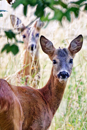 2 Rehe, das vordere schaut über die Schulter dich an.