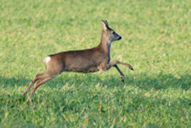 Reh rennt auf einem Feld