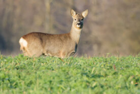 Reh steht auf einem Feld und schaut seitlich zu dir.