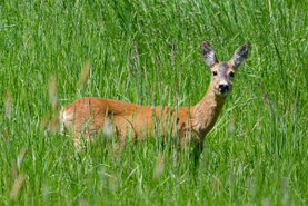 Reh im hohen Grass und schau zu dir.